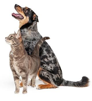 Dog and Cat Pet | Oviedo, FL | Town & Country Veterinary Clinic Dog and Cat Pet | Oviedo, FL | Town & Country Veterinary Clinic