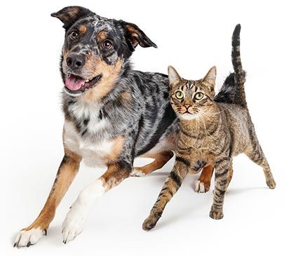 Cat and Dog Playing | Oviedo, FL | Town & Country Veterinary Clinic Cat and Dog Sitting | Oviedo, FL | Town & Country Veterinary Clinic