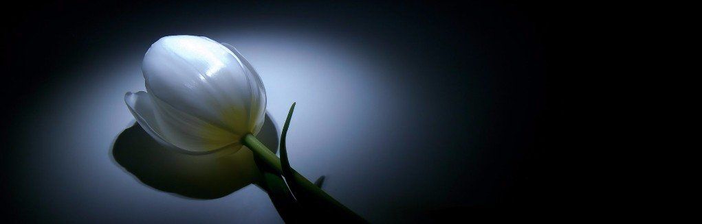 fiore