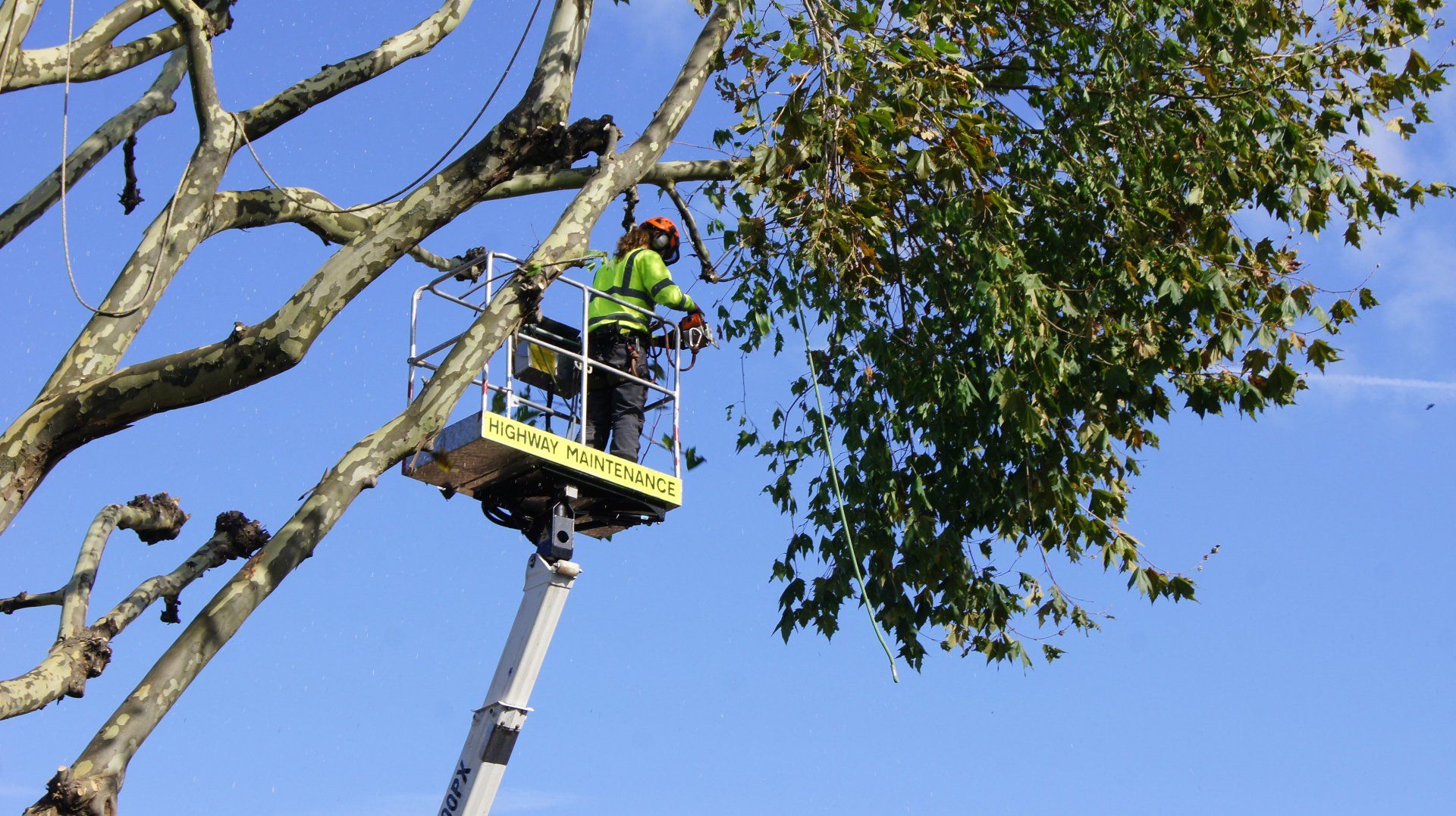 A man in a bucket is cutting a tree.