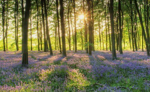 Ecopsychology and Root therapy