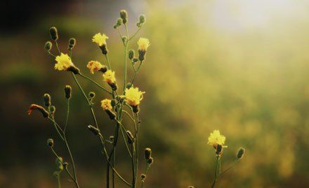 Mindfulness meditation courses