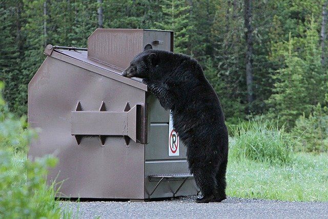 Black bear standing on hind legs, attempting to open a brown, bear-proof dumpster in a forest.