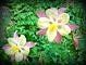 Two light yellow and pink columbine flowers in a bed of green foliage.