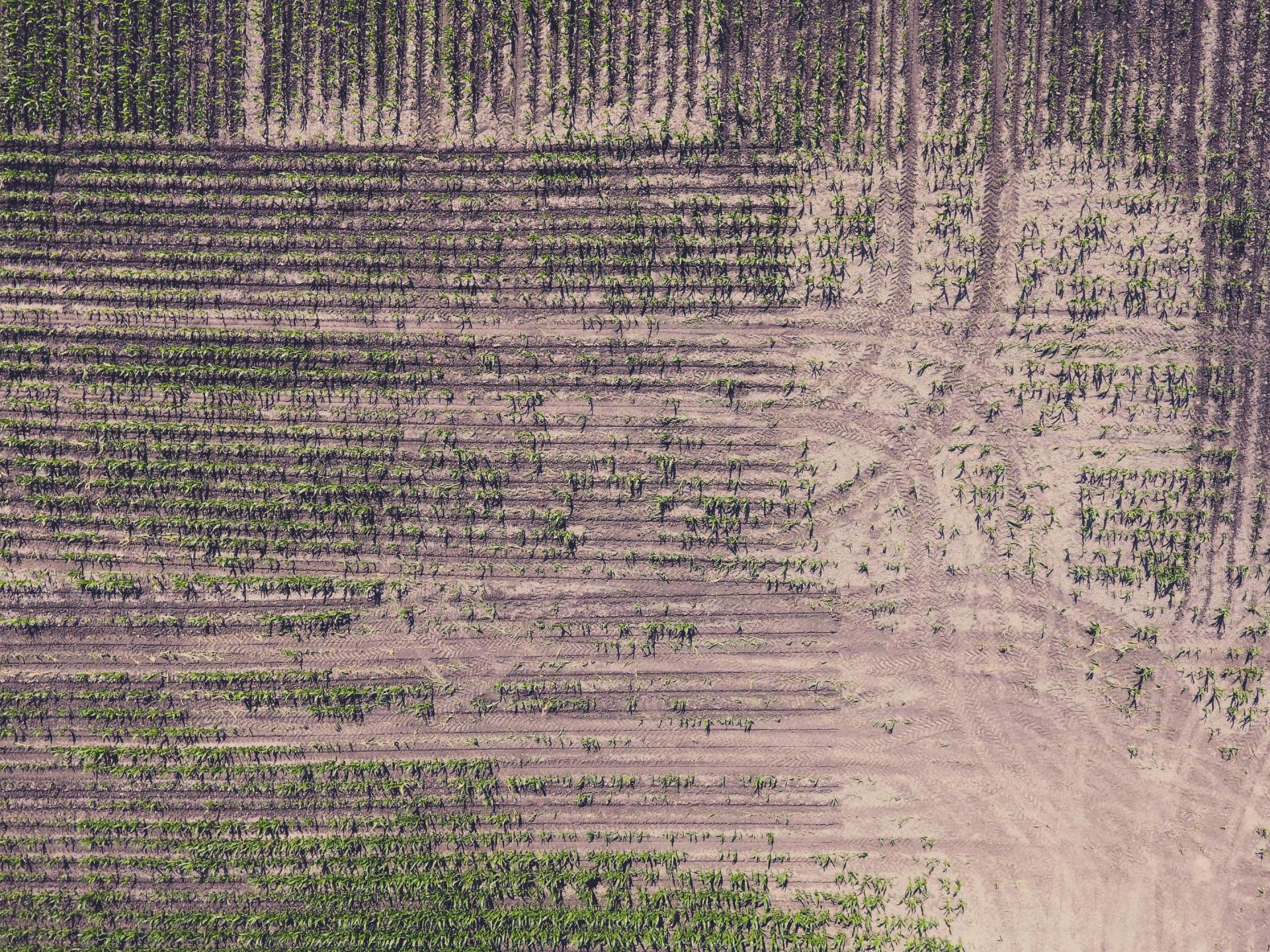 An aerial view of a lush green field with rows of trees and a dirt road.