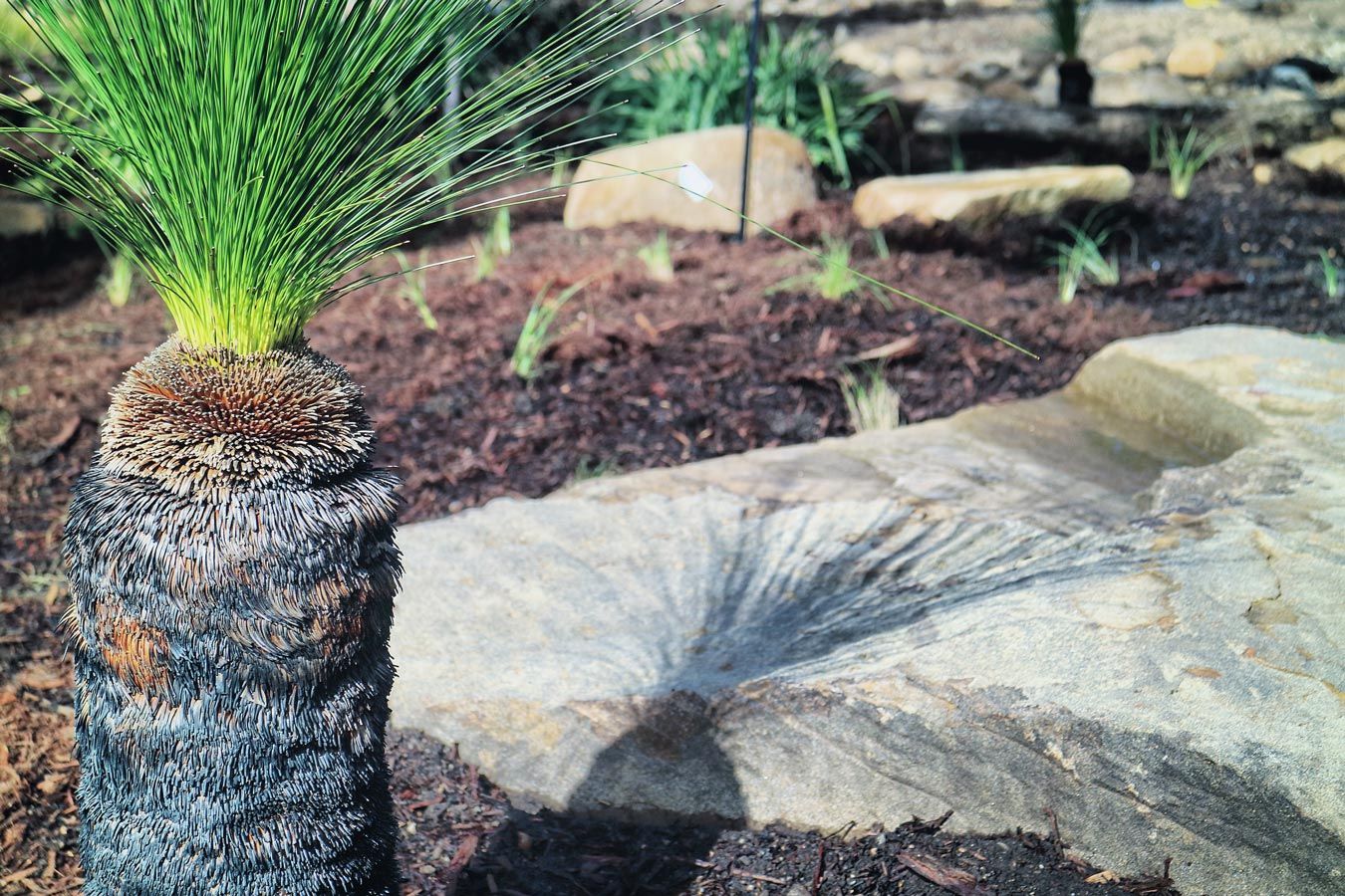 plant