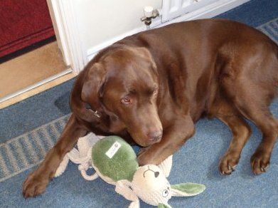 Alfie