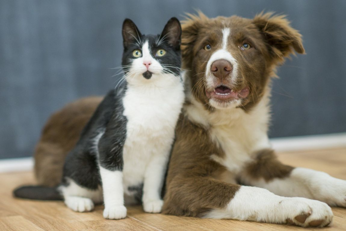 Pampered Waggy Tails Dog & Cat