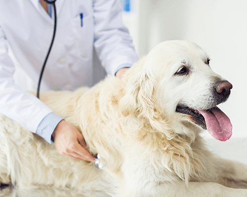 un veterinario che visita un labrador