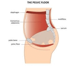 Pelvic floor anatomy diagram used to explain pelvic floor dysfunction and physical therapy treatment.