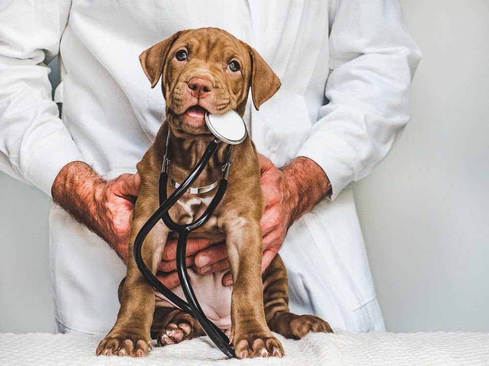 Brown Dog with Stethoscope — Pembroke Pines, FL — Pasadena Lakes Animal Clinic