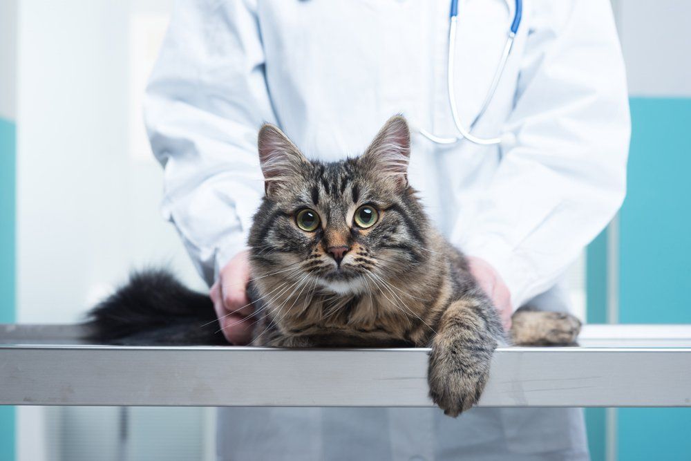 Veterinarian Holding a Cat — Pembroke Pines, FL — Pasadena Lakes Animal Clinic