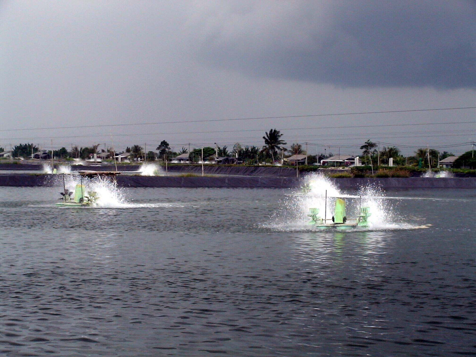 Ponds with aerators, churning water, cloudy sky, buildings in the distance.