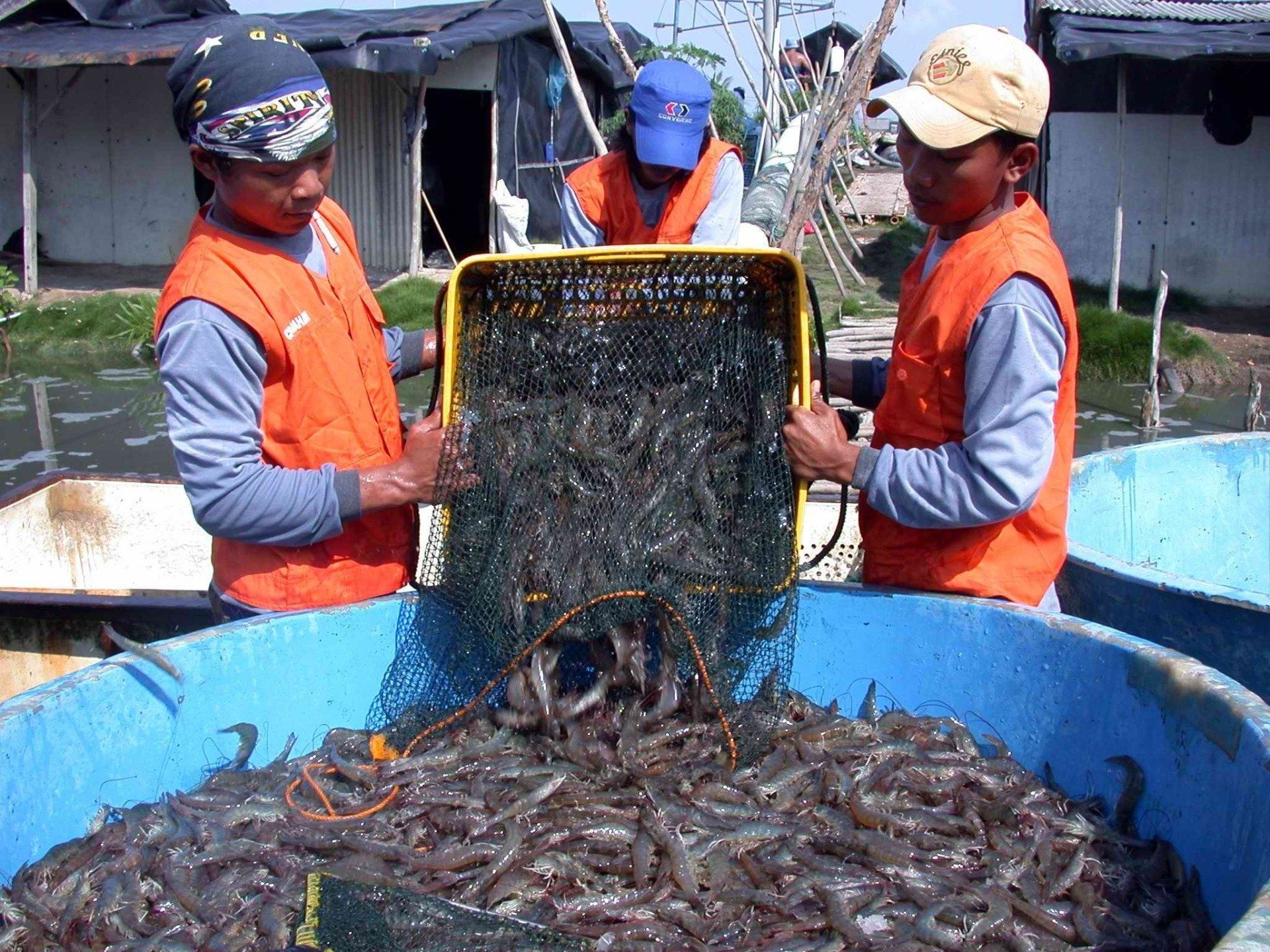 Workers in orange vests transferring shrimp from a basket into a blue tank outdoors.