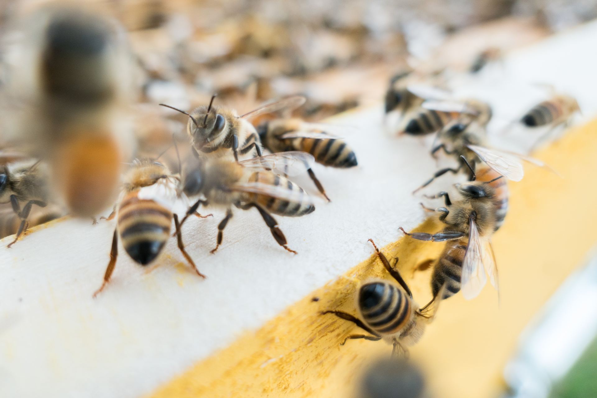 Pest Control Image of Bees