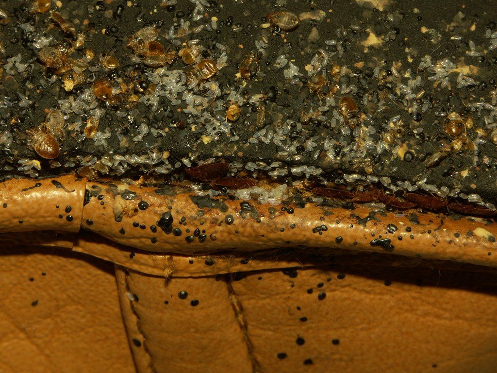 image of bed bugs infesting leather slipper