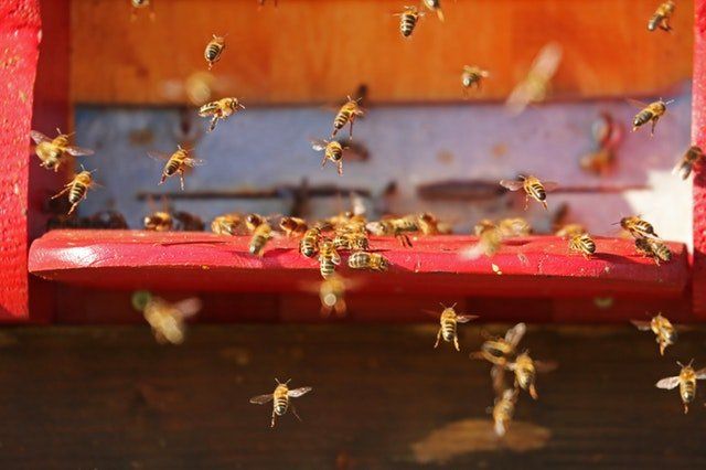 image of wasps for general pest control