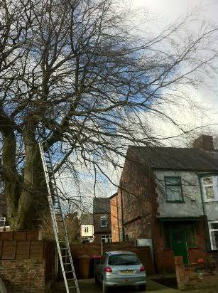 an outgrown tree