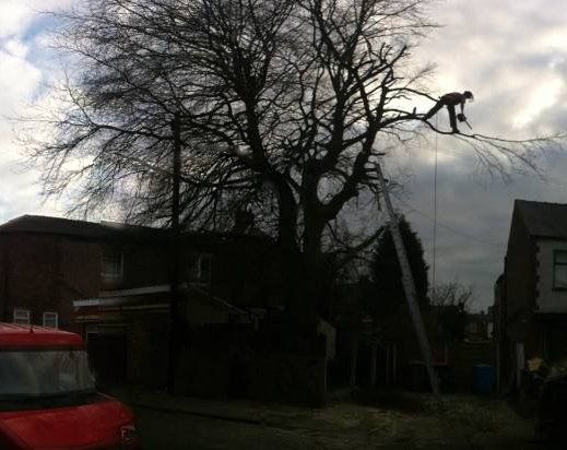a tree with bushy branches