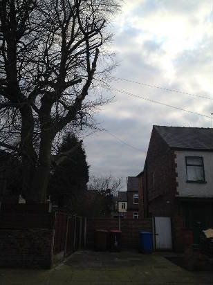 a house with a dead tree