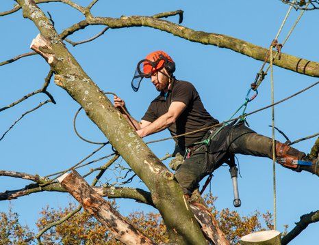 tree surgeon