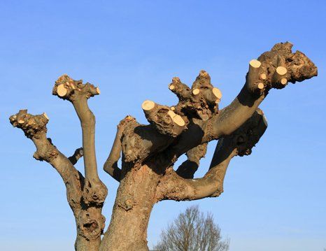 tree cutting work
