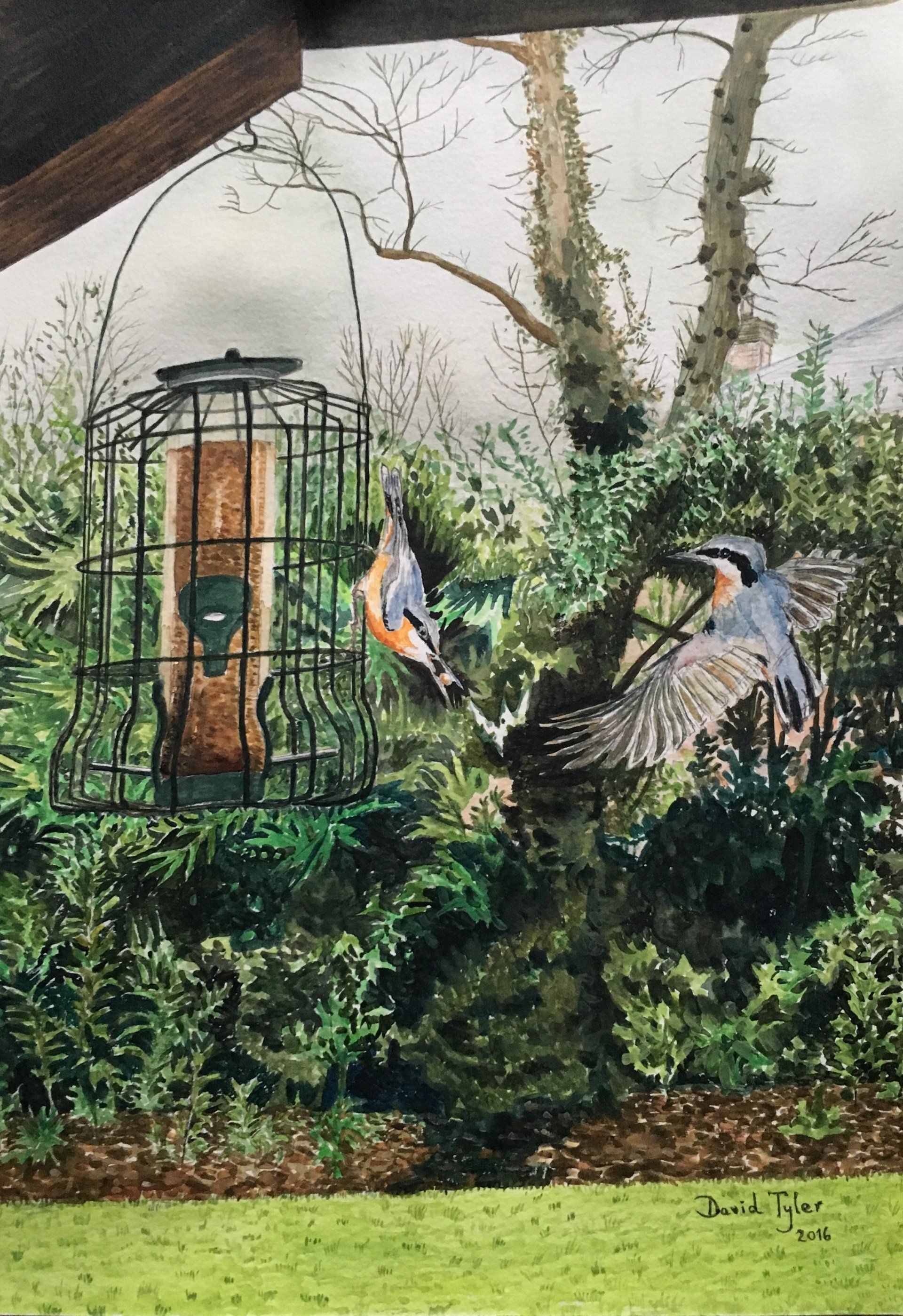 Nuthatches, 2016