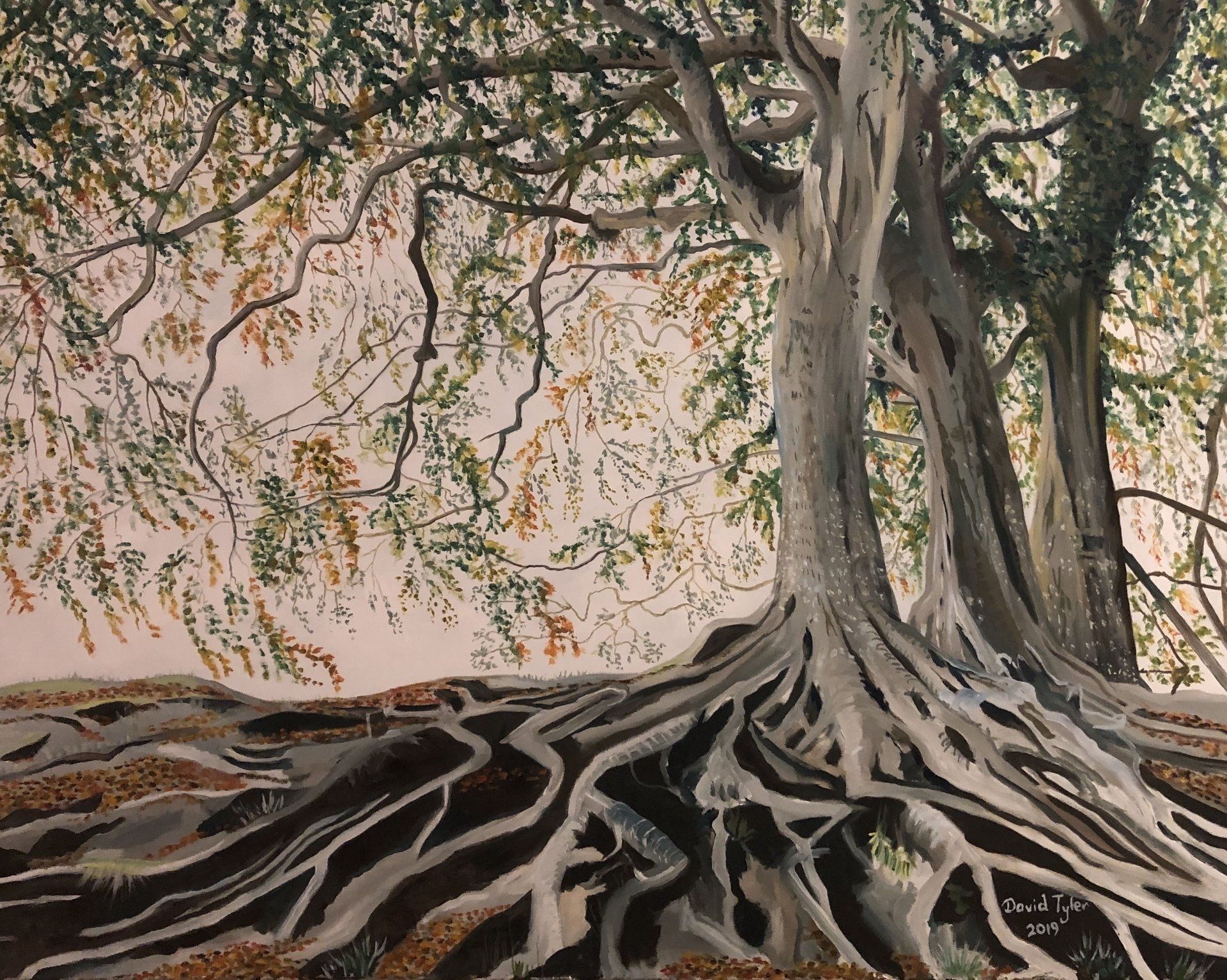 Three beeches, Avebury, Wiltshire, 2018