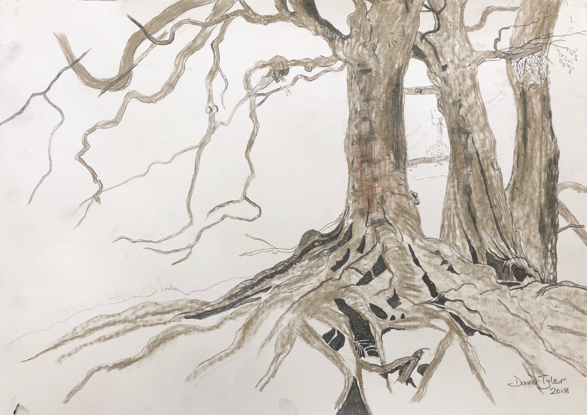 The Three Beeches, Avebury, Wiltshire, 2018