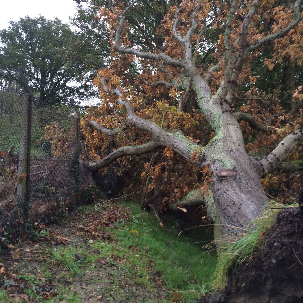 24hr emergency callouts with damaged trees