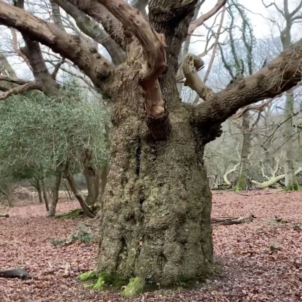 ancient oak in the new forest