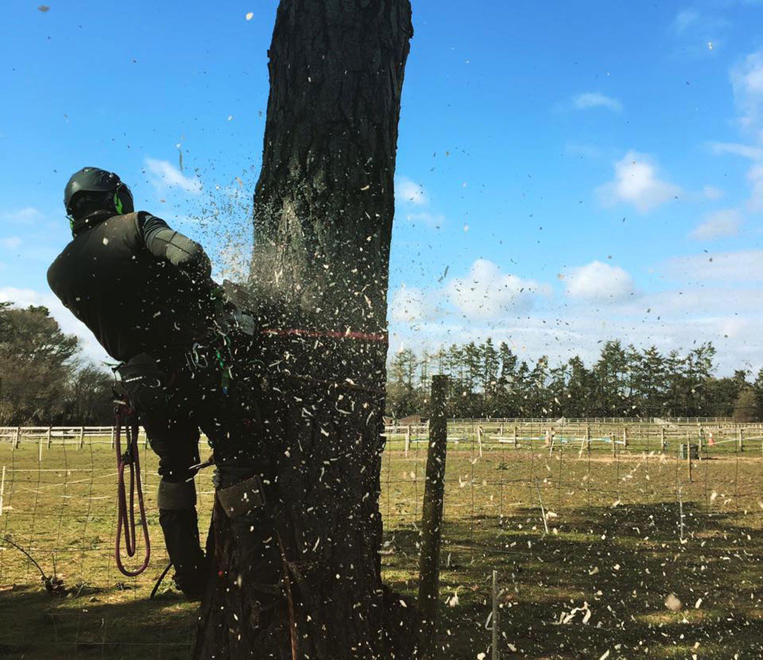 tree cutting