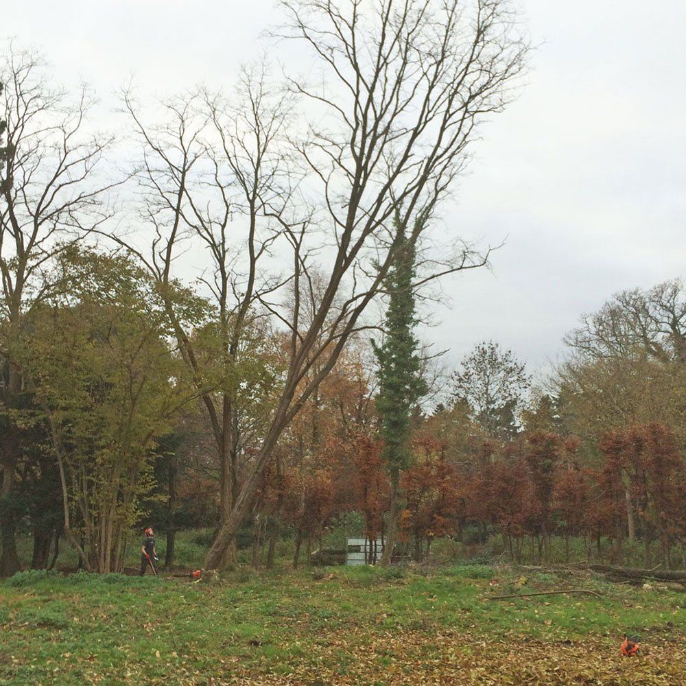 Direct Tree Felling