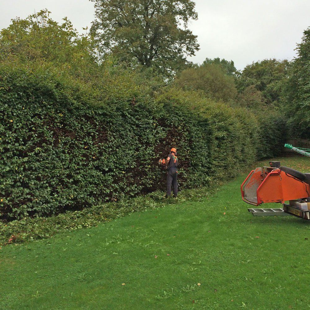 Hedge trimming services in dorset, hampshire and wiltshire