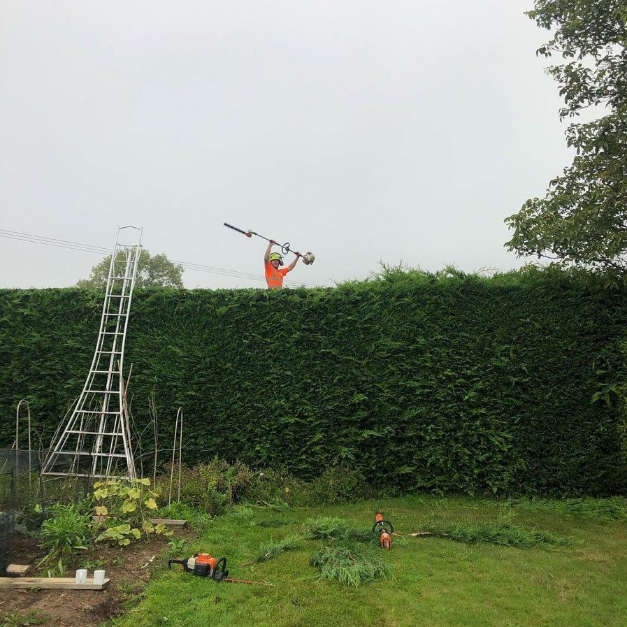 hedge cutting