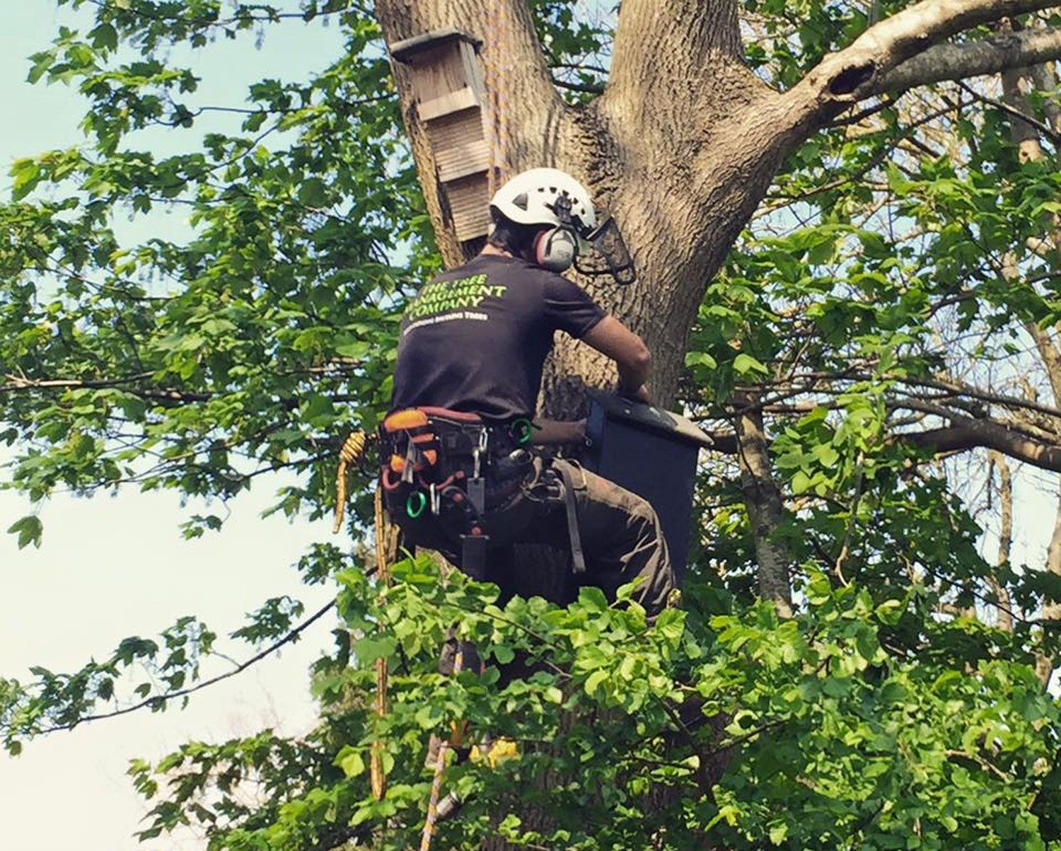 installing bat boxes
