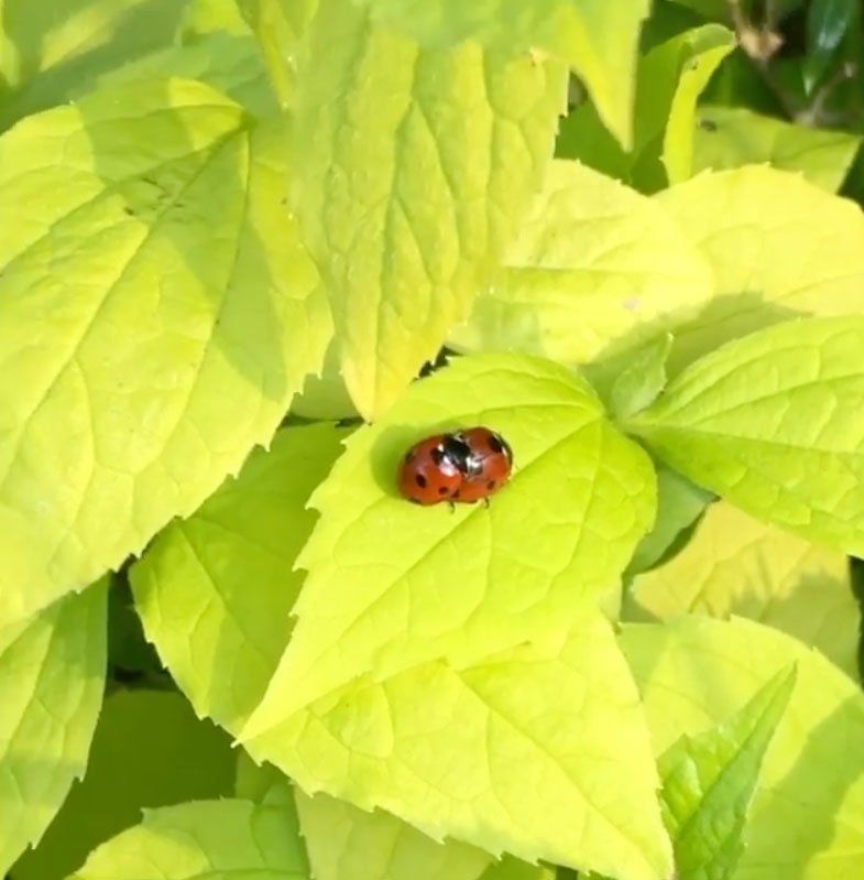 mating ladybirds