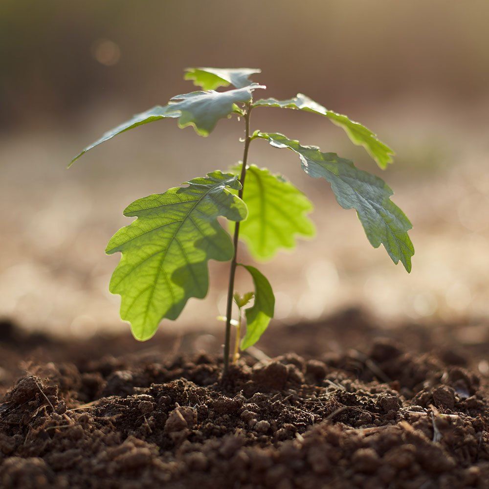 We help plant new trees