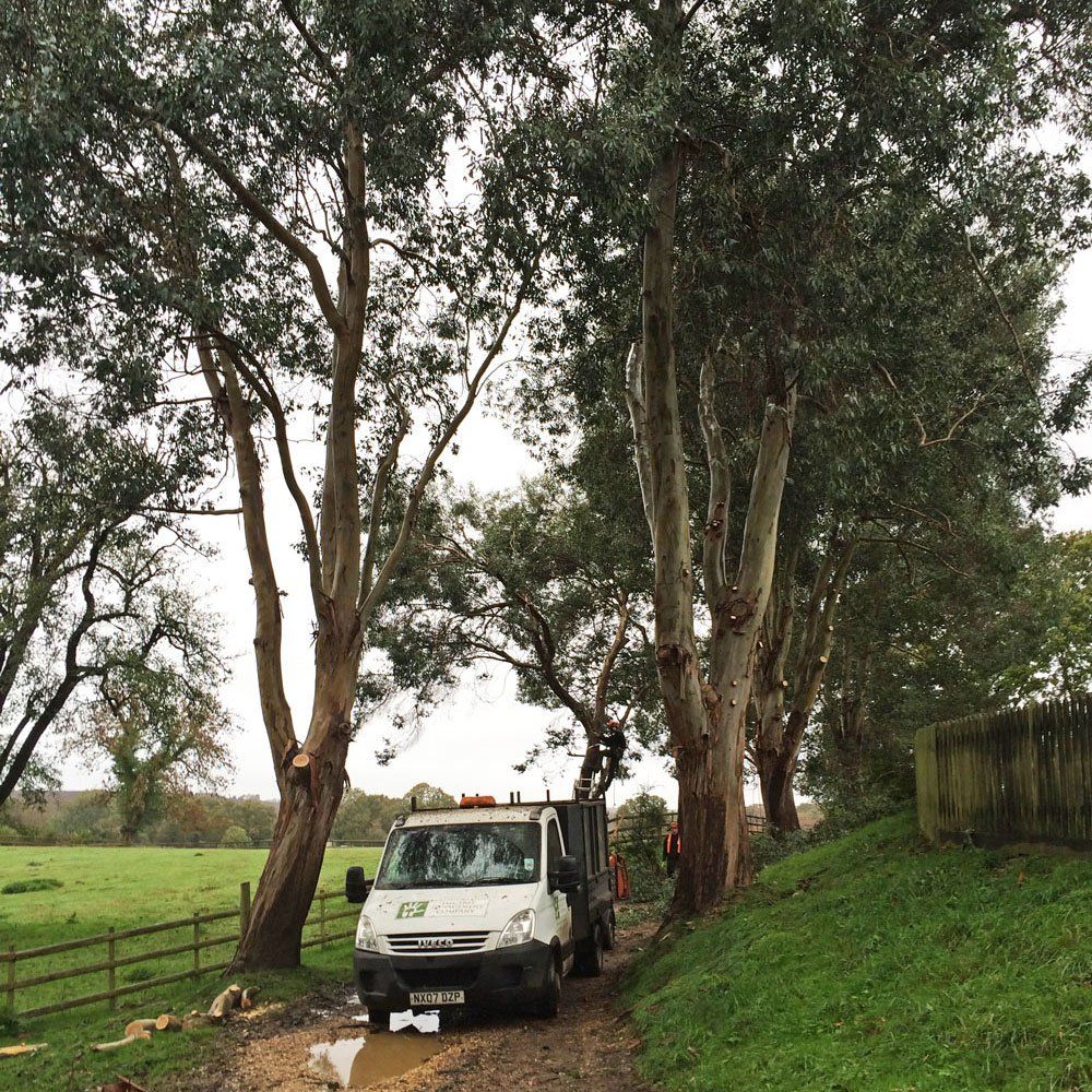 Example of a tree crown lift