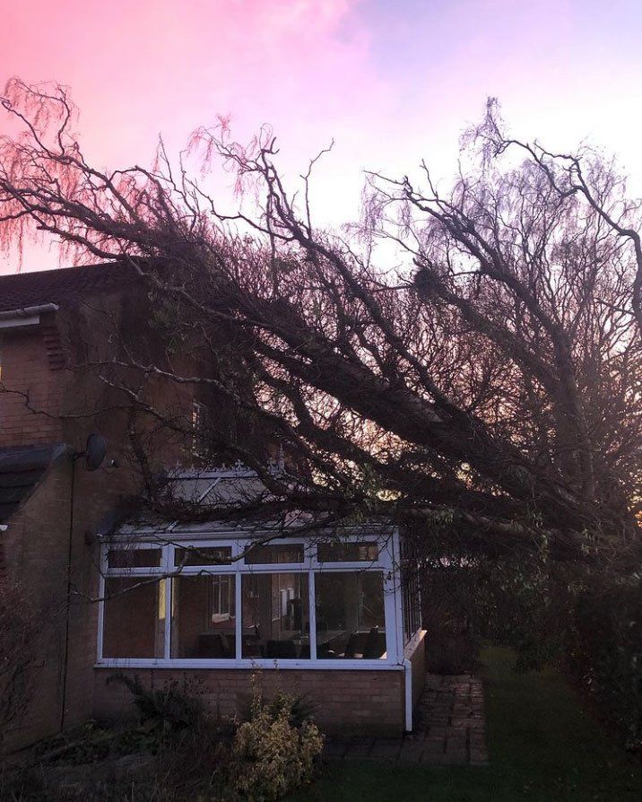 tree fallen on to conservatory
