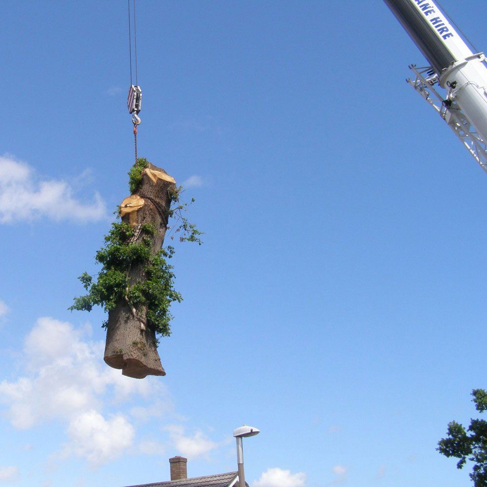 services at The Tree Management Company. Arborists in Hampshire, Dorset and Wiltshire