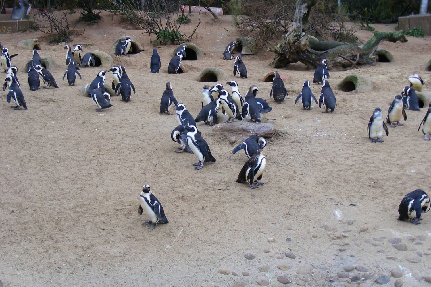 Living Coasts