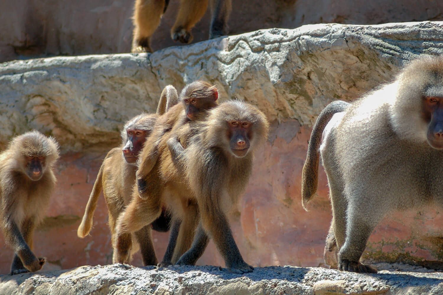 Paignton Zoo