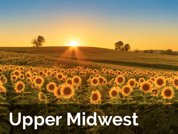 Midwest Field of Sunflowers at Sunset Midwest Field of Sunflowers at Sunset