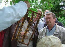 Bienen Ansicht