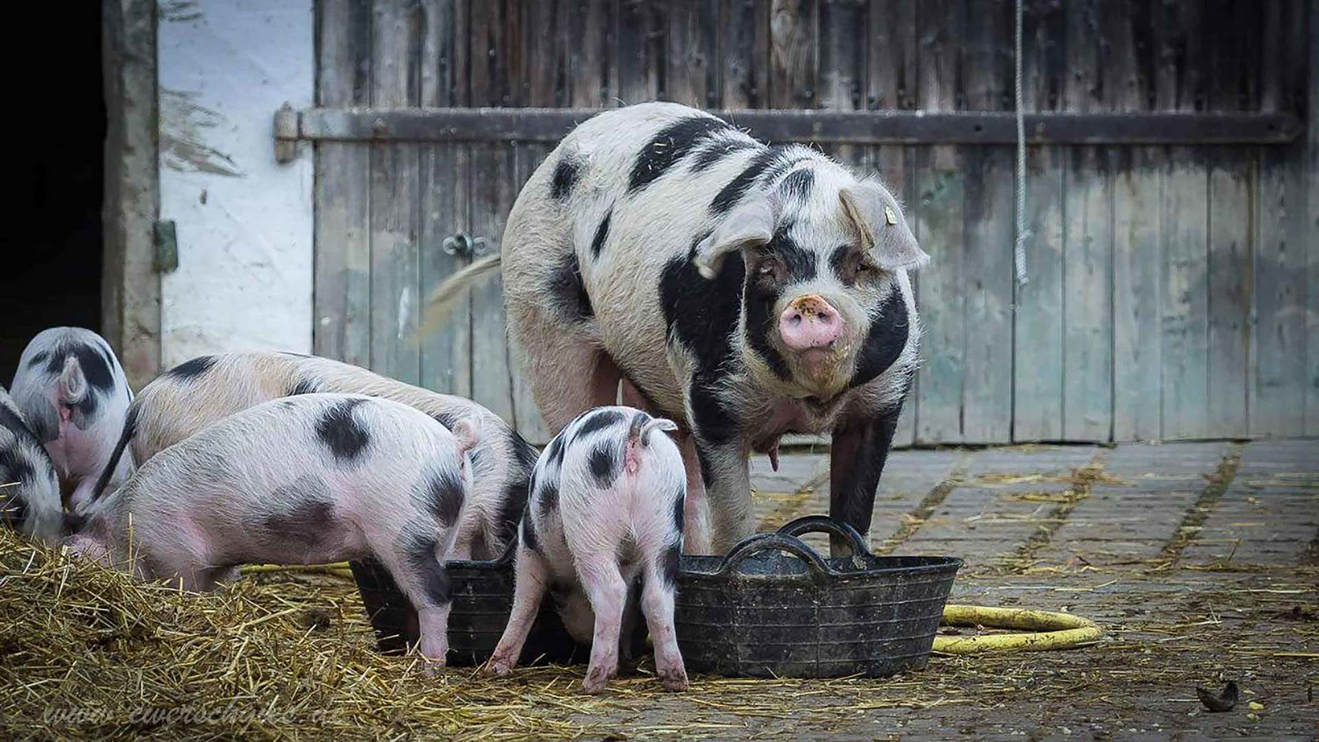 Bentheimer Schweine