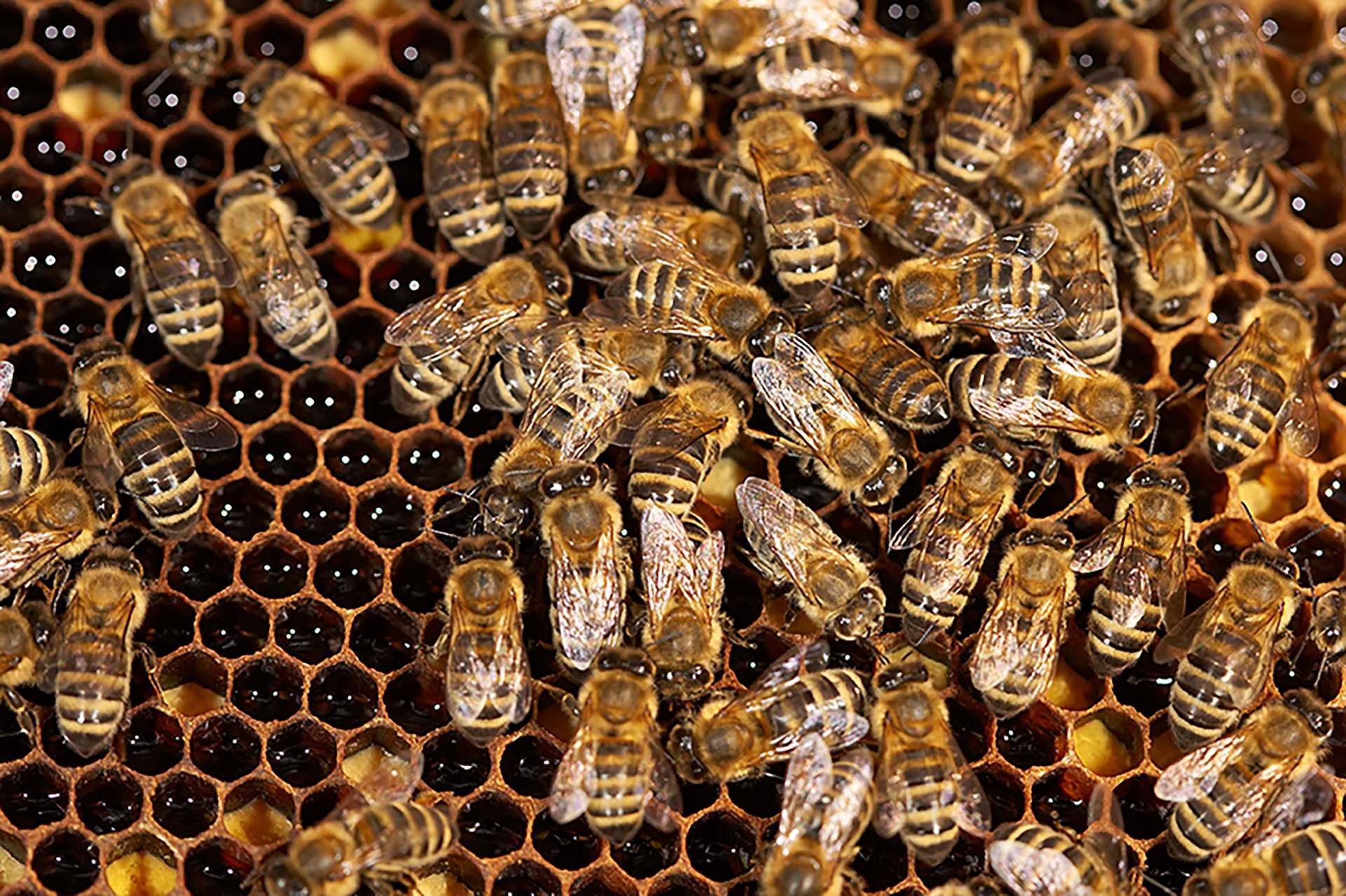 Reine sanftmütige Carnica Bienen