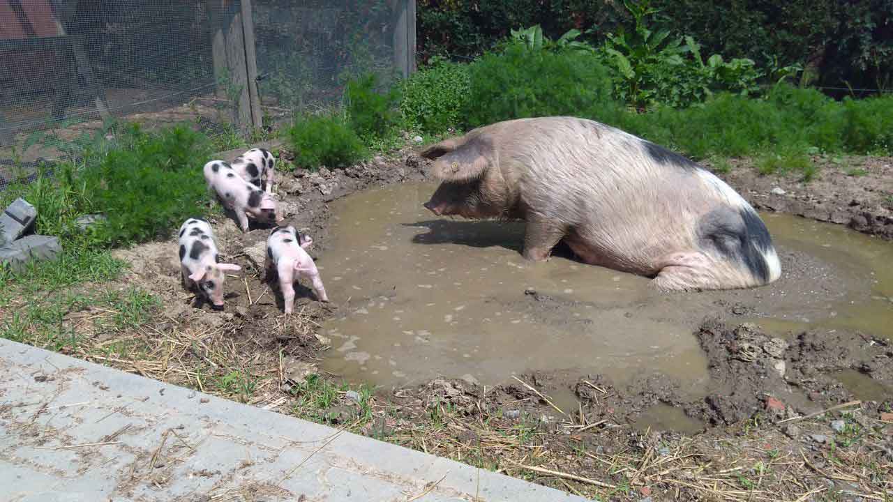Schweine in der Suhle