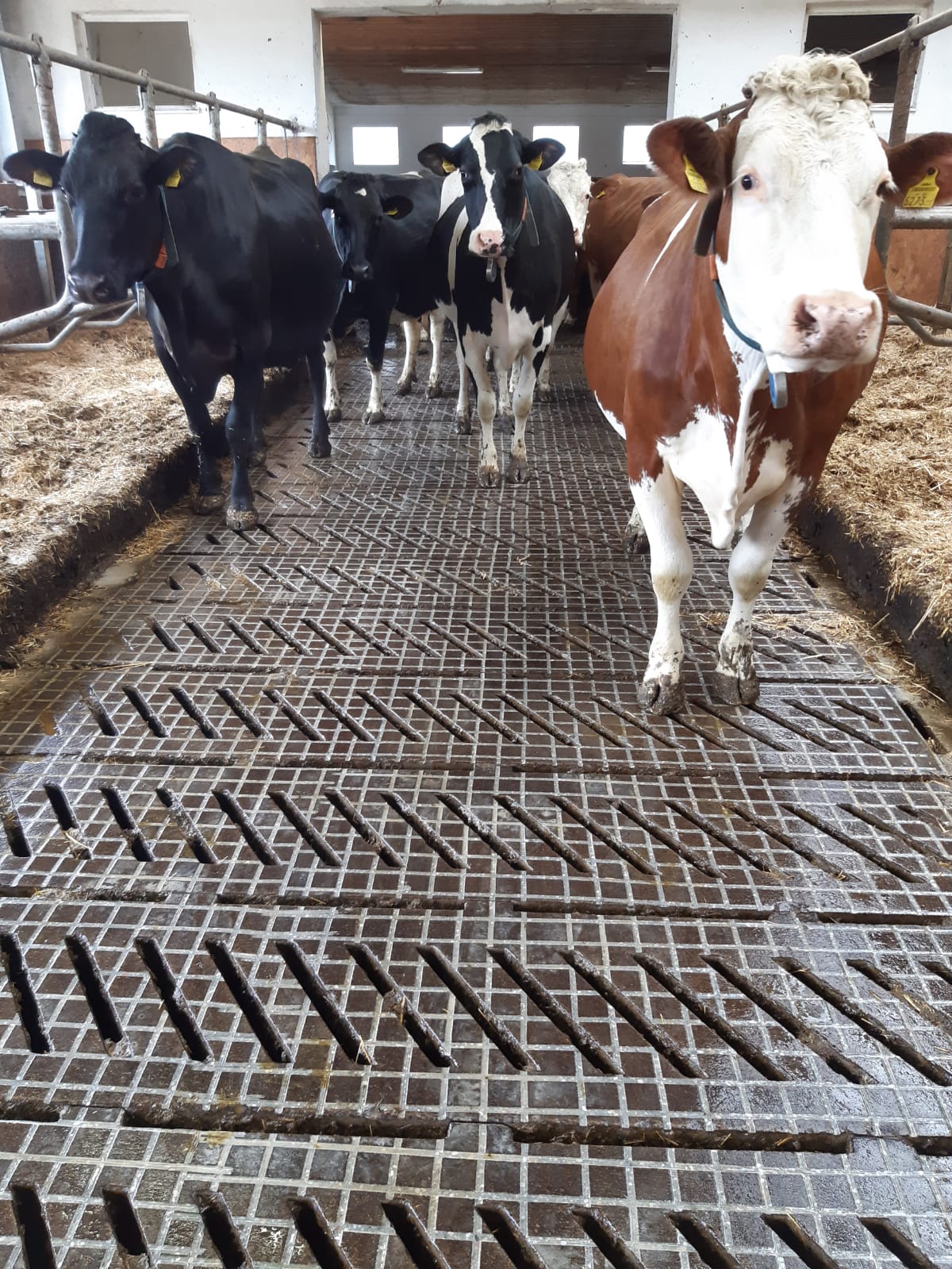Sanierter Stallboden in der Steiermark