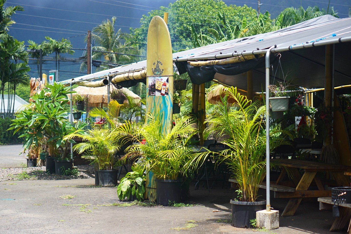 A small shop with a yellow surfboard, potted plants, and a wooden picnic table. Green foliage surrounds the shop, which is under a covered area.